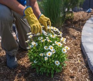 Landscape Business for Sale Near Me